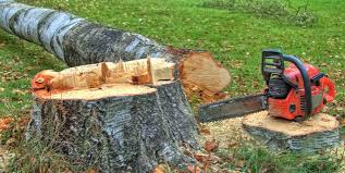 Best Emergency Tree Removal  in Springfield, NJ
