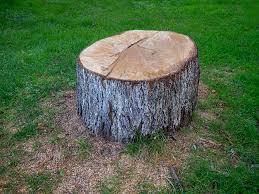Best Tree Health Inspection  in Springfield, NJ