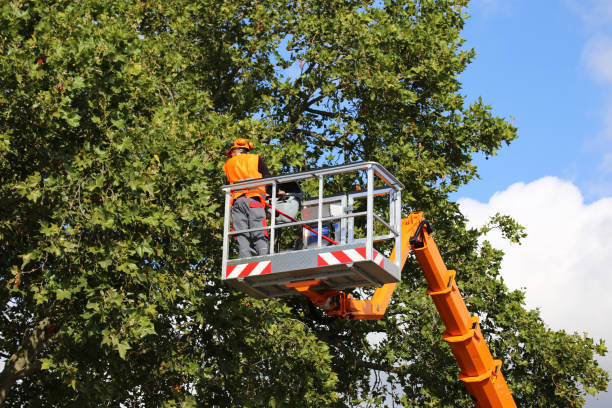 Best Aeration Services  in Springfield, NJ