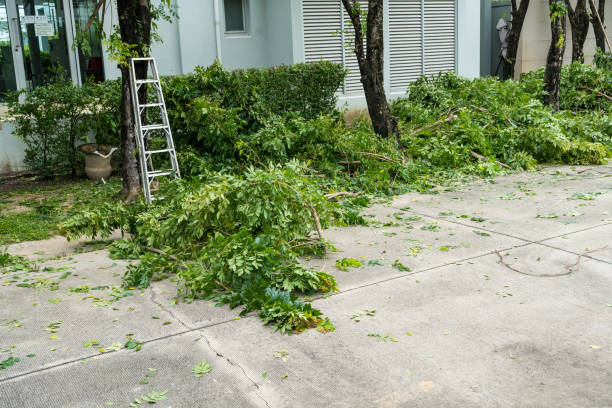 Best Palm Tree Trimming  in Springfield, NJ