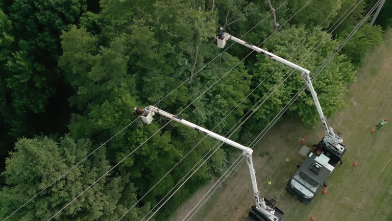  Springfield, NJ Tree Removal Pros