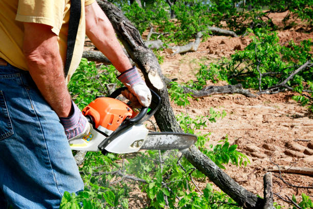 Best Lawn Irrigation Installation and Maintenance  in Springfield, NJ